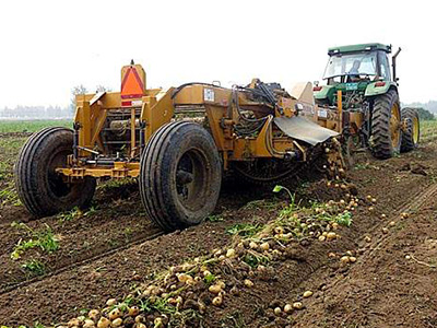 荷兰五号土豆施肥技术