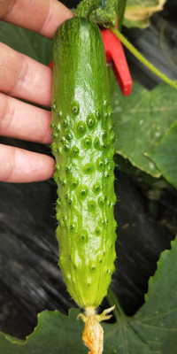 越冬菠菜的种植方法