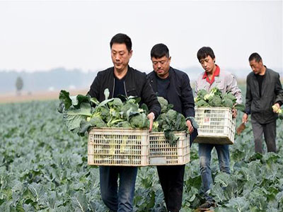中国农药第一网