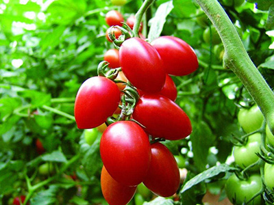 博美西红柿上市时间