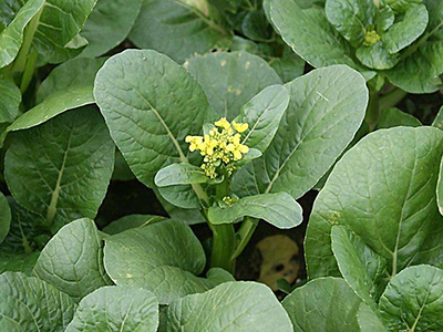 黄花菜施肥方法