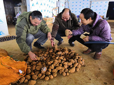 香菇批发价多少钱一斤