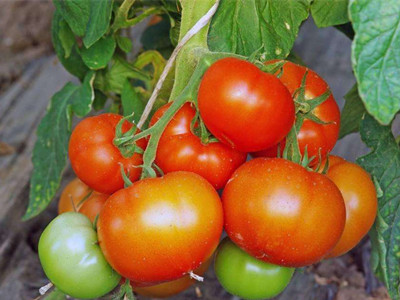 高产茄子品种