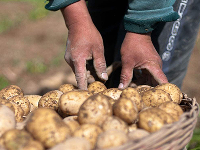 土豆种植施肥