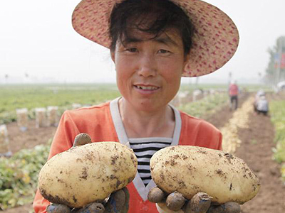 小花叶红薯种植技术