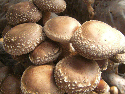 黑牛肝菌菇