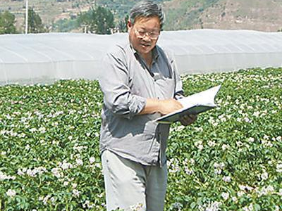 黑叶白菜种植技术