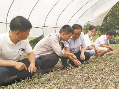 刺黄瓜种植技术
