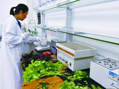 蕨菜种植技术