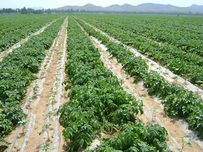 克山土豆施肥技术