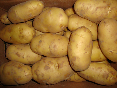 济薯18号紫薯亩产多少斤