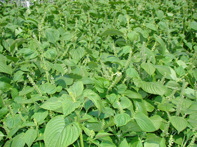 扁豆种植技术与管理