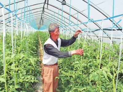 欧盾番茄种植技术