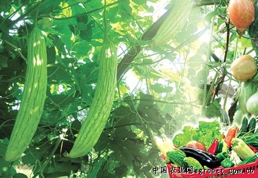 福海县阿尔达乡：枸杞蔬菜间作套种“方寸地”变“聚宝盆”