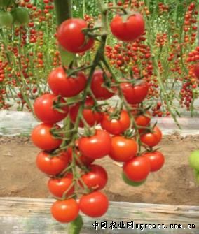 国粉番茄产地