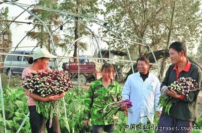 紫花四季豆种植技术