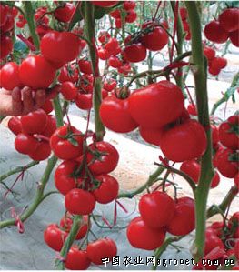 瑞菲西红柿保鲜方法