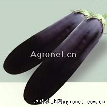 紫白菜种子在哪里买