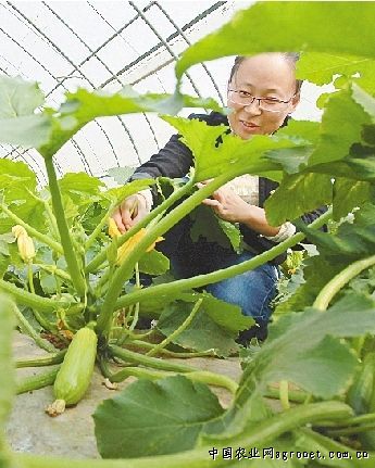 中绿丝瓜种植技术