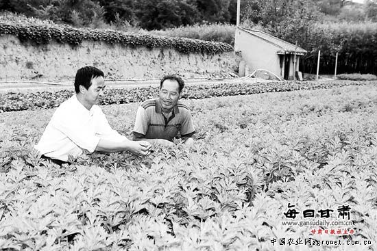 缅甸玉米多少钱1吨