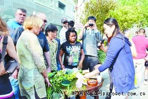 北京553红薯种子公司