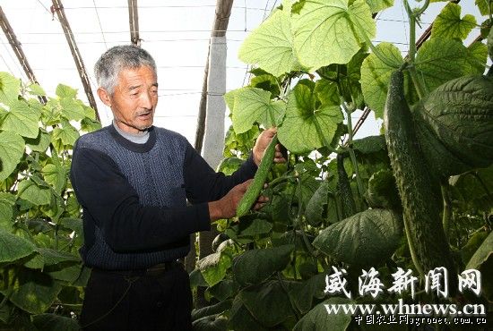 陕北红葱种植技术