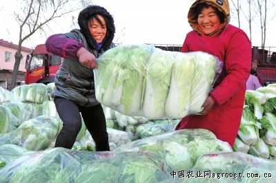 北京红红薯求购信息