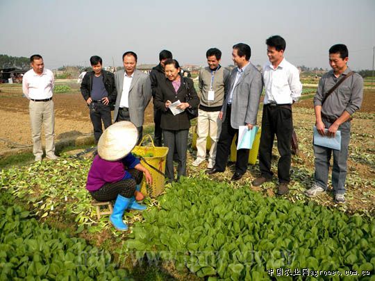 普定县韭黄种植产业