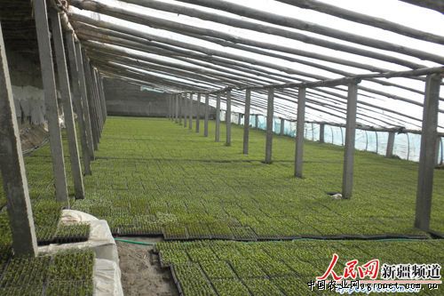安丘生姜种植技术