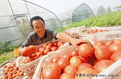 千禧西红柿种植时间及生长周期