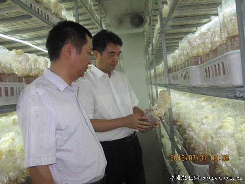 双惠208玉米保鲜技术