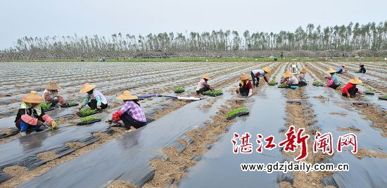 湖南郴州电力护千亩蔬菜暖度“倒春寒”