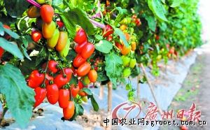宁夏青铜峡市：番茄红了