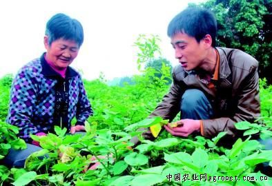 亚洲大春白菜种植技术