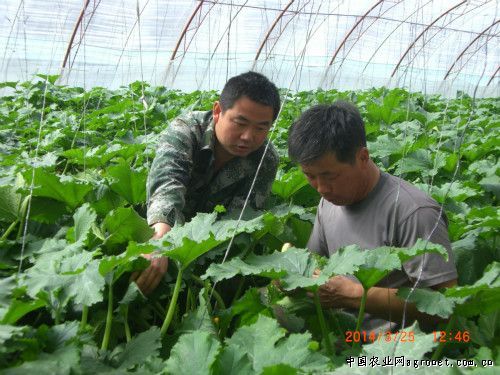 贵州务川蔬菜产销“三增二涨”