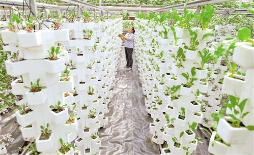 南瓜花种植技术