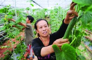邯郸永年县杜刘固村发展150亩无公害蔬菜种植基地（图）