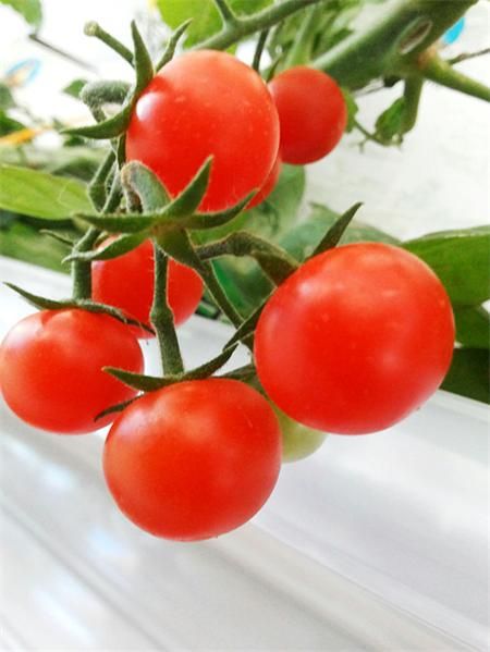 黄罗曼西红柿贮藏方法