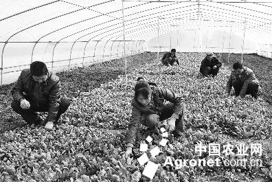 郑州绿旺花卉市场