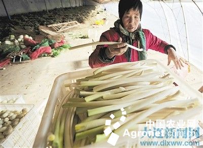 中黄13毛豆种子公司