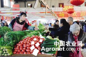 京翠70白菜种子郑州销售部