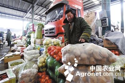 中农106黄瓜种子价格基地