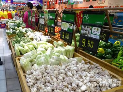 东京868大白菜种子