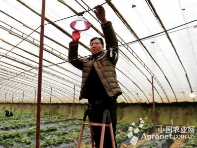 四季王白菜种植技术