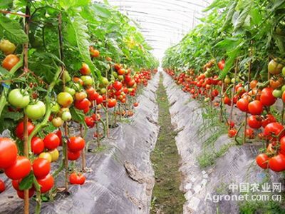 倍盈番茄种植技术