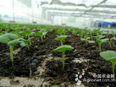 羊角椒种子可以直接种吗