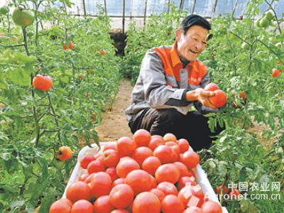 伽丽娜西红柿产地和价格