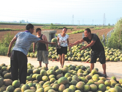 大庆市大同区千亩订单蒜“种出”600万元（图）