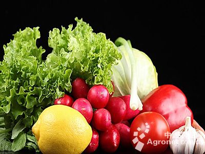 红叶生菜病虫害及防治