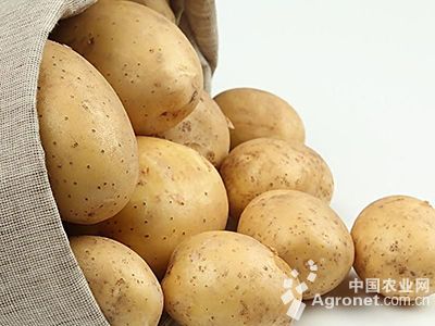龙薯515红薯施肥技术